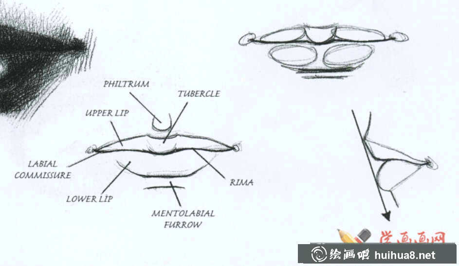素描嘴的结构及画法步骤(3)