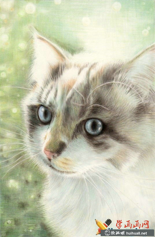 一组猫咪彩铅画欣赏(2)