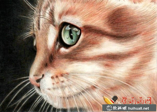 一组猫咪彩铅画欣赏(10)