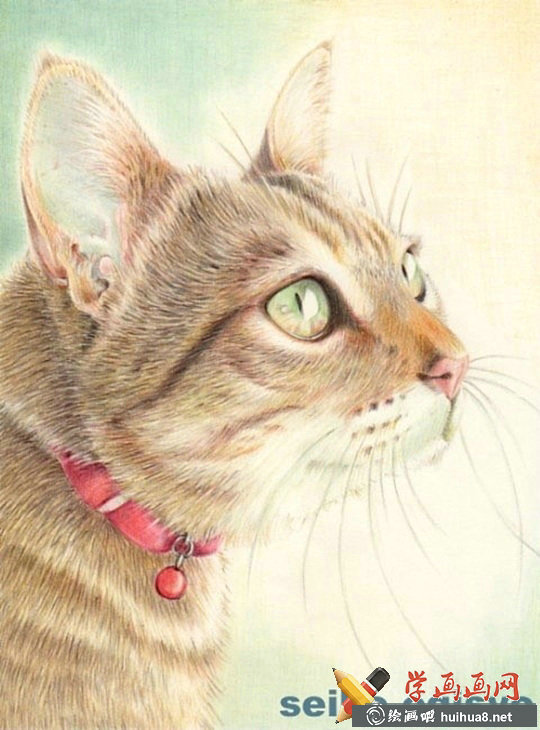 一组猫咪彩铅画欣赏(12)