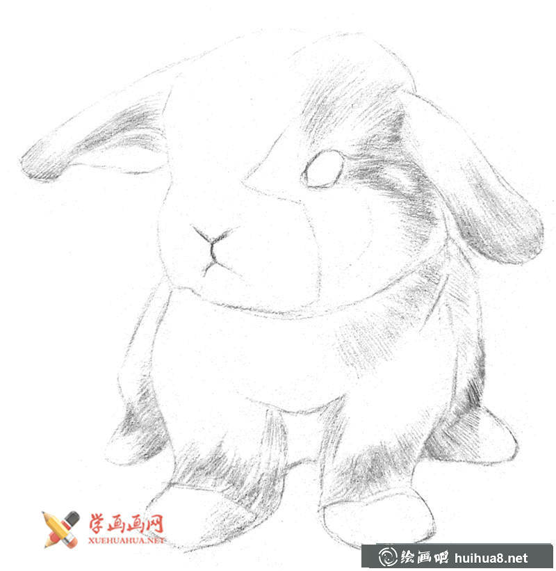 兔子素描画步骤03