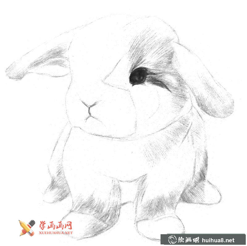 兔子素描画步骤04