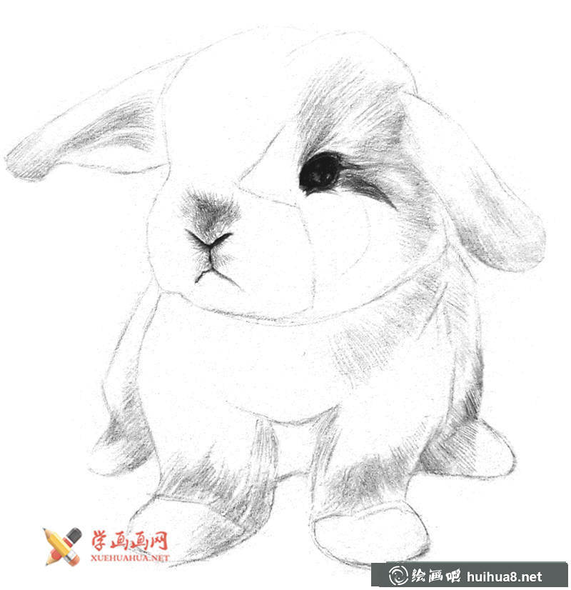 兔子素描画步骤05