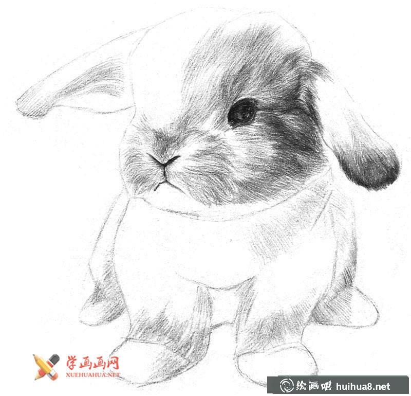 兔子素描画步骤07