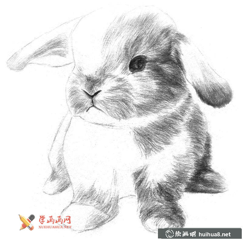 兔子素描画步骤08