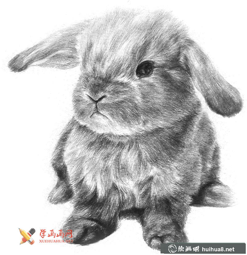 兔子素描画步骤11