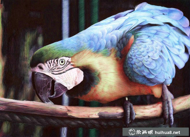 关于鸟的彩铅画图片欣赏(16)