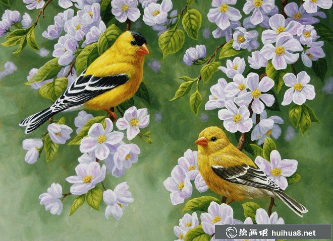 关于鸟的彩铅画图片欣赏(22)