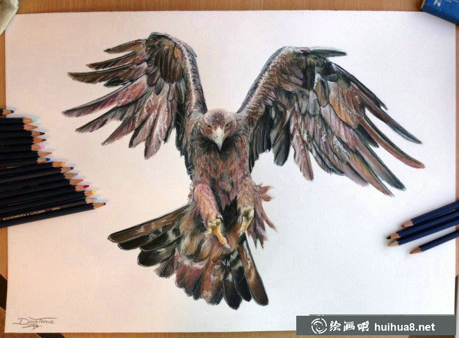 关于鸟的彩铅画图片欣赏(25)