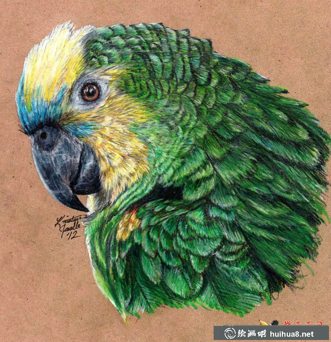 关于鸟的彩铅画图片欣赏(28)