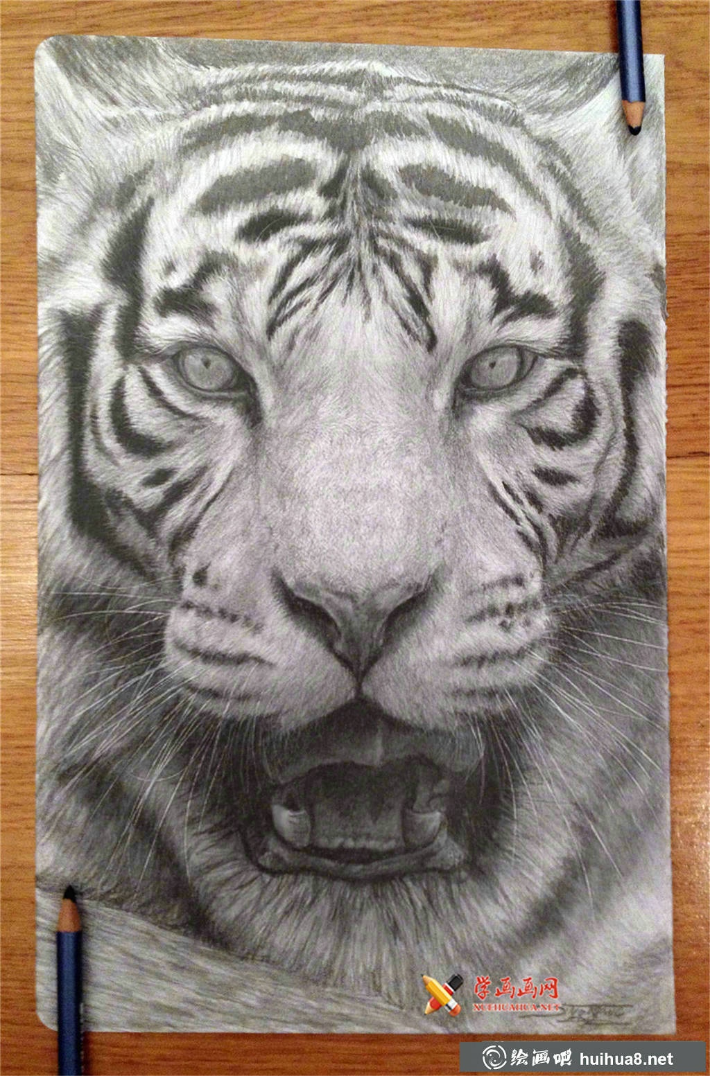 素描老虎图片1幅(1)