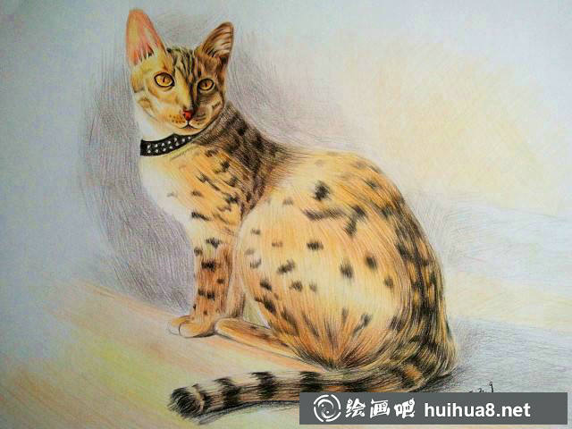 彩铅猫咪插图作品11