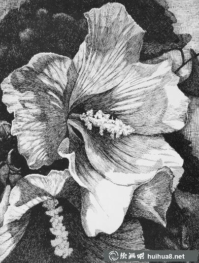 钢笔画花卉图片28