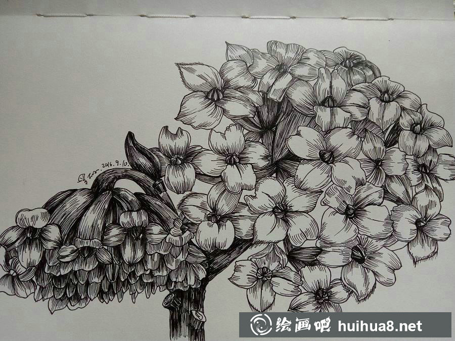 钢笔画花卉图片27
