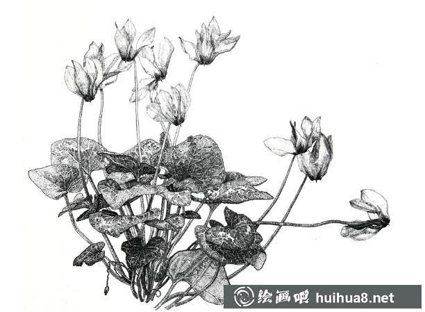 钢笔画花卉图片25