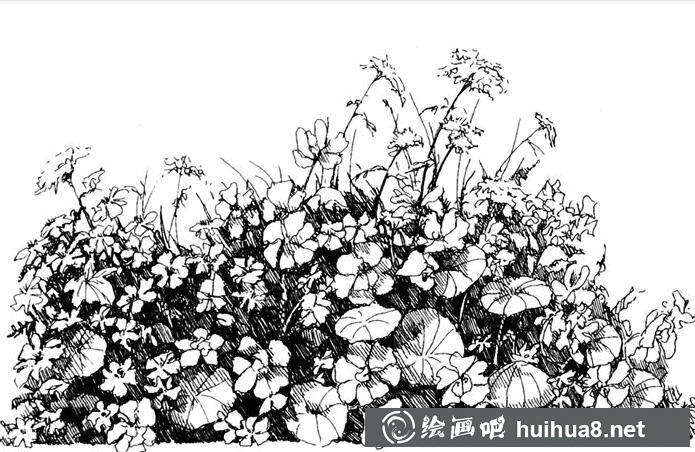 钢笔画花卉图片24
