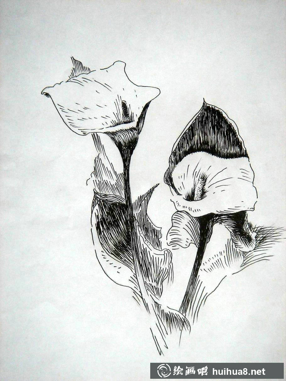 钢笔画花卉图片23