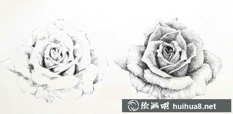 钢笔画花卉图片22