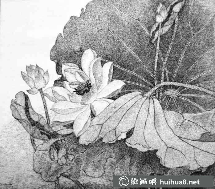 钢笔画花卉图片21