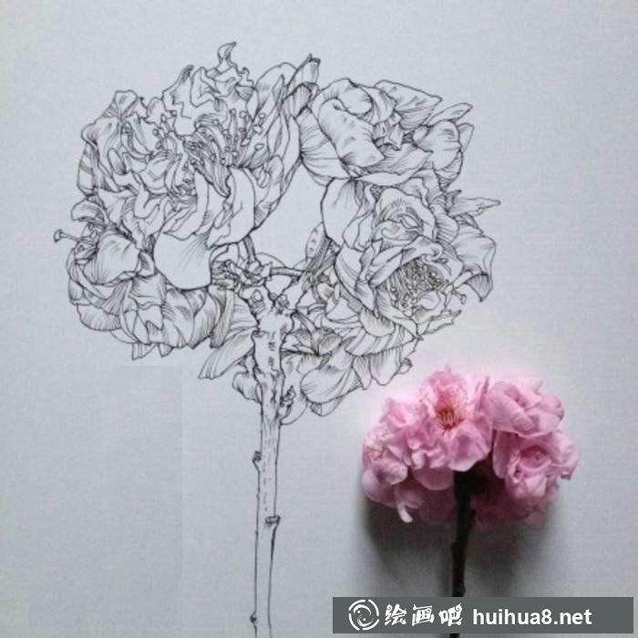 钢笔画花卉图片16