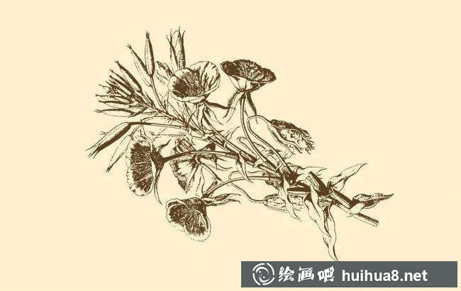 钢笔画花卉图片14