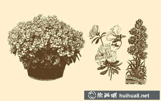 钢笔画花卉图片12