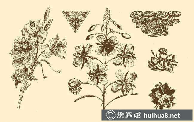 钢笔画花卉图片11