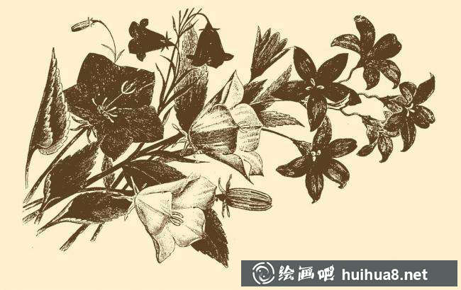 钢笔画花卉图片9