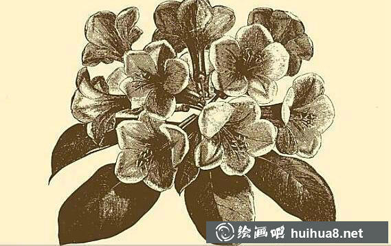 钢笔画花卉图片7