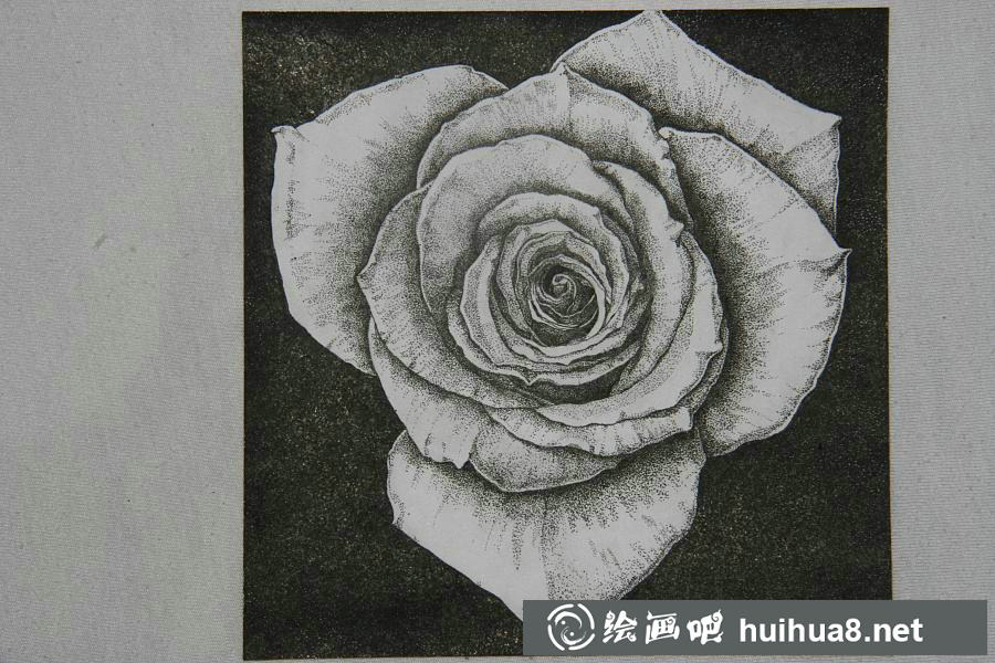 钢笔画花卉图片4