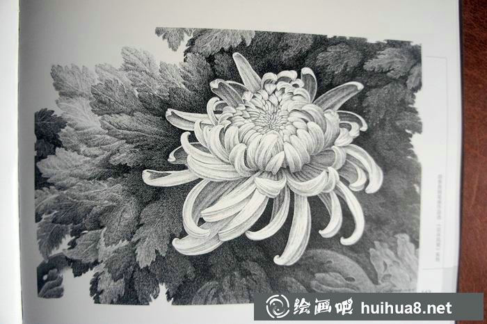 钢笔画花卉图片3