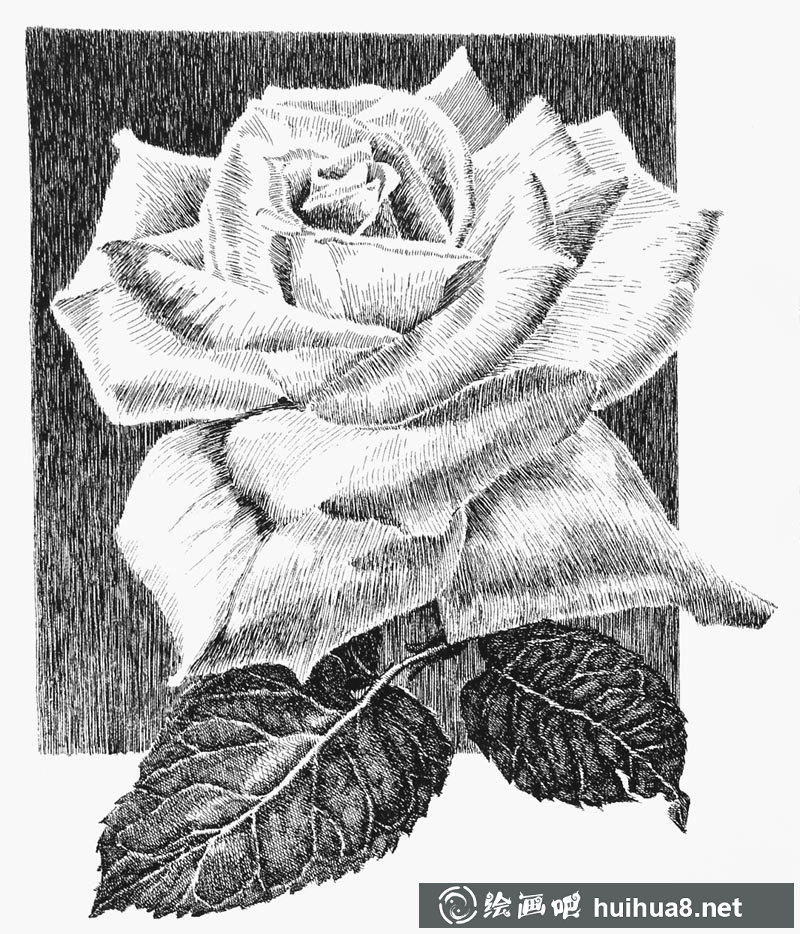 钢笔画花卉图片2