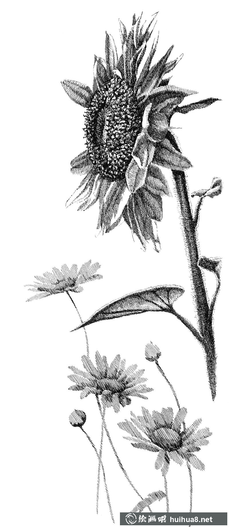 钢笔画花卉图片1