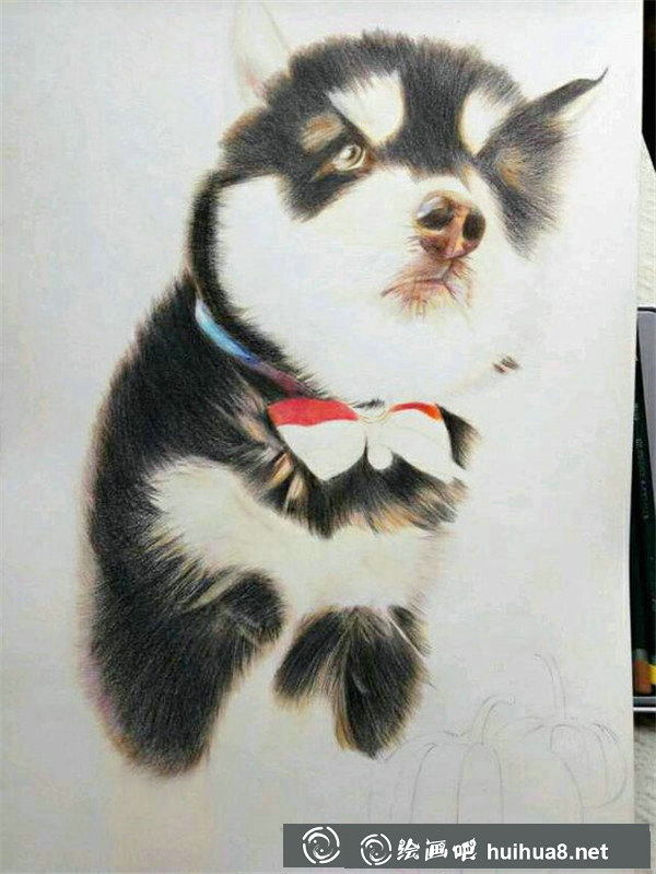 彩铅画狗