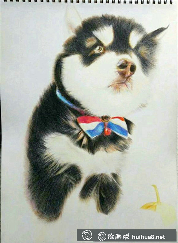 彩铅画狗