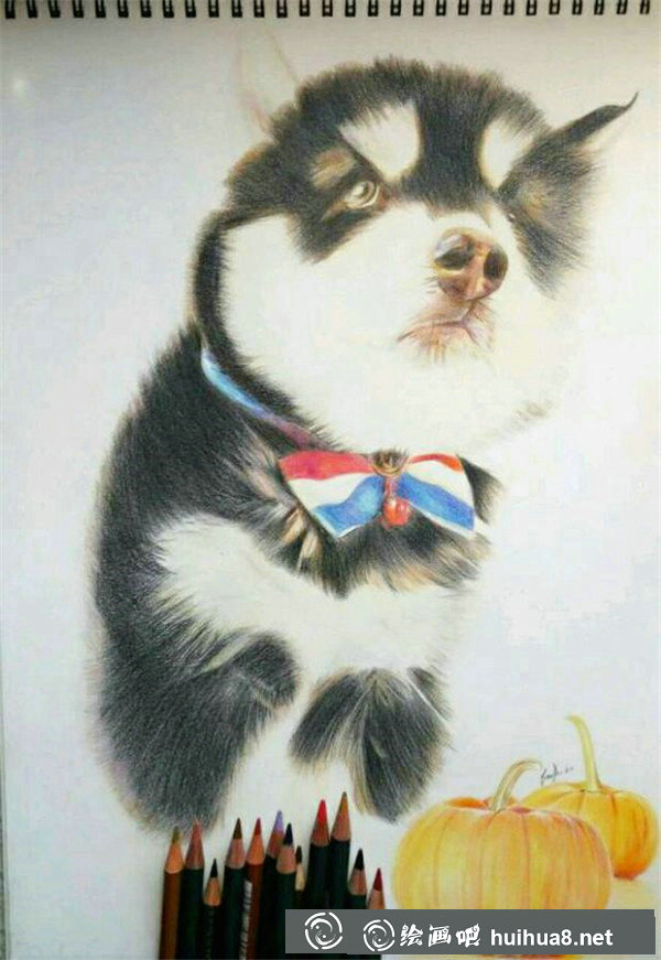 彩铅画狗