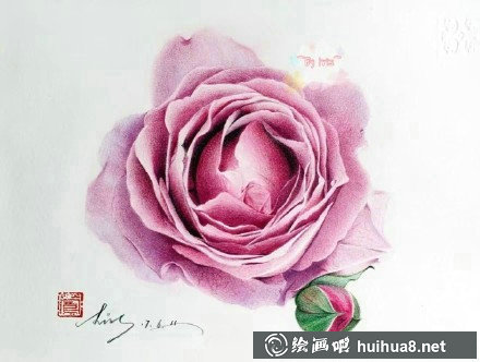 玫瑰的秘密