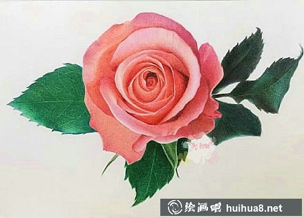 玫瑰的微笑