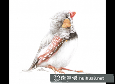 鸡年彩铅画11