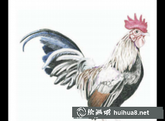鸡年彩铅画5