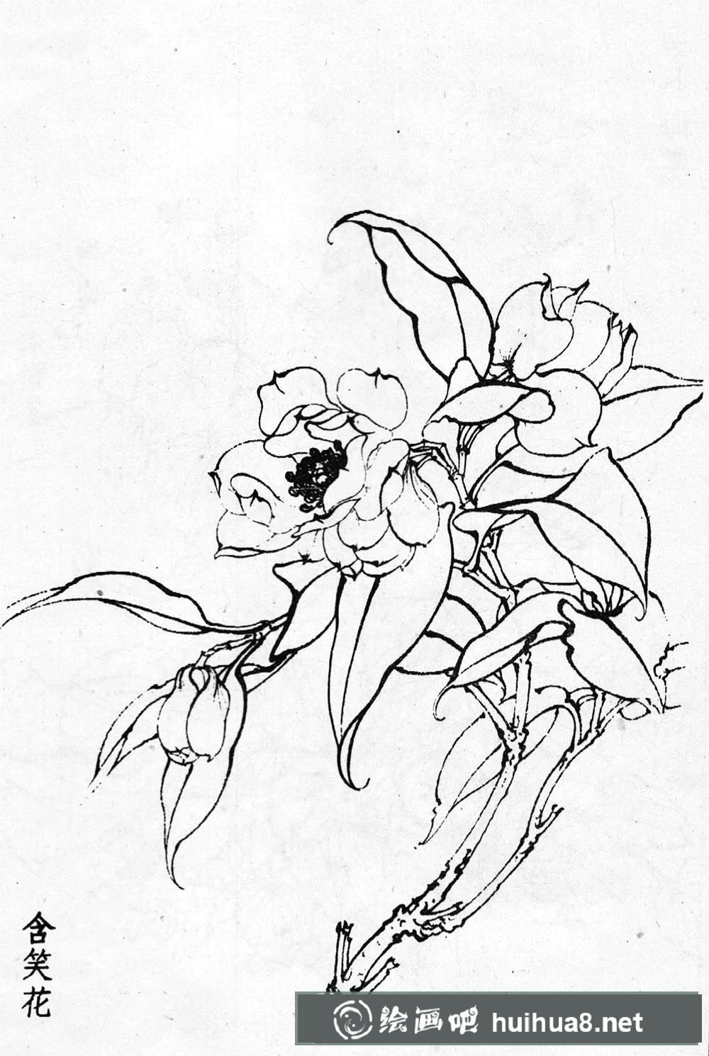 白描花卉图片20幅(1)