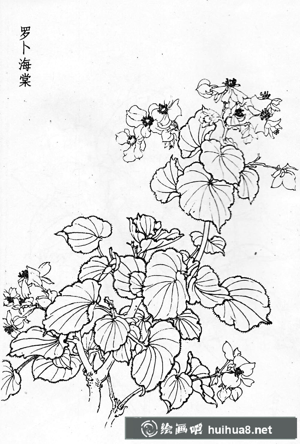 白描花卉图片20幅(2)