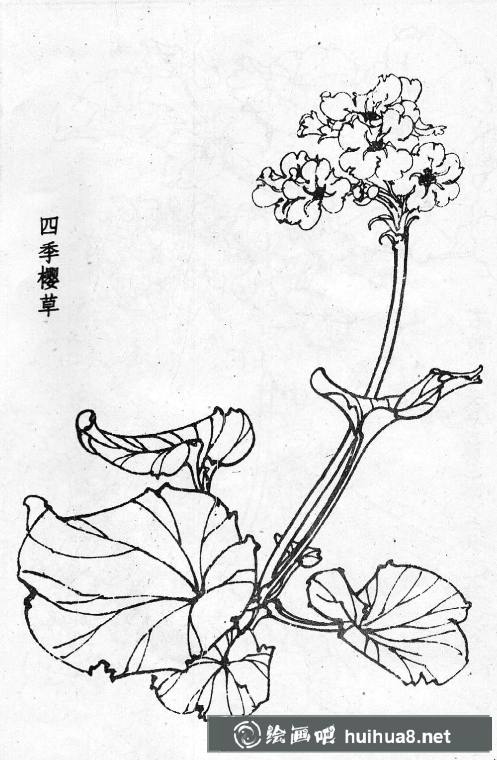 白描花卉图片20幅(3)