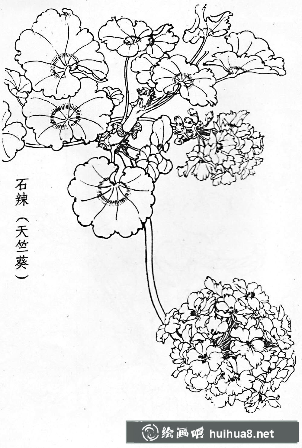 白描花卉图片20幅(4)