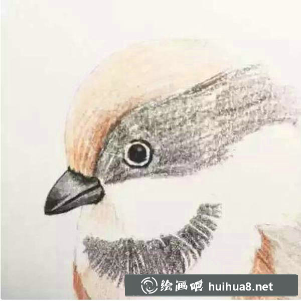 彩铅鸟怎么画5