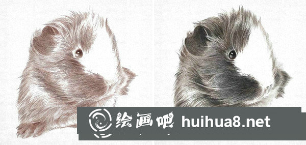 彩铅画写实动物教程