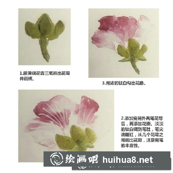 木芙蓉 木芙蓉