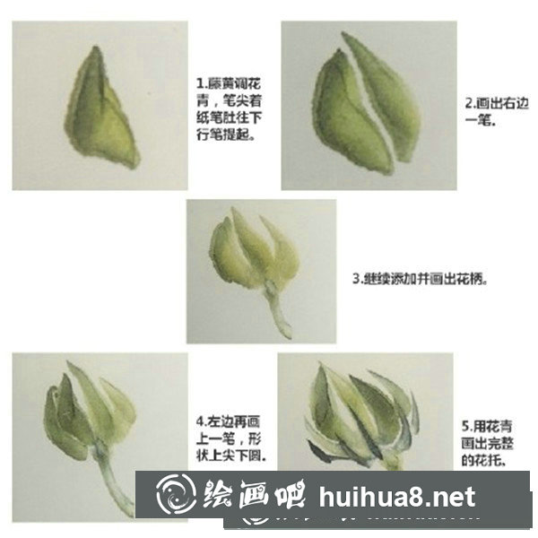 木芙蓉 木芙蓉