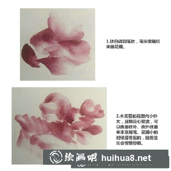 木芙蓉 木芙蓉