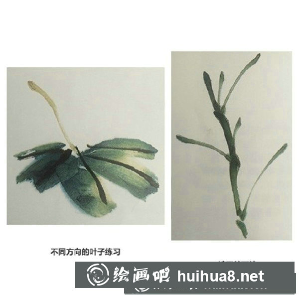 木芙蓉 木芙蓉